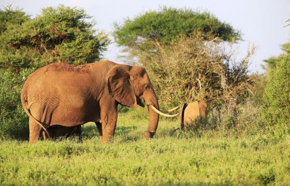 Kenya Big Five Safari Experience